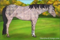 Horse Color:Plaid  Brown Ice Appaloosa 