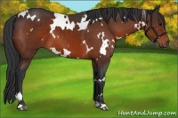 Horse Color:White Spotted Bay 