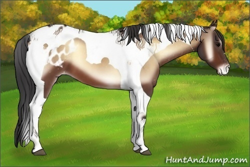 Horse Color:Bay Onyx Tobiano Appaloosa 