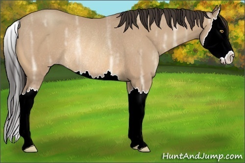 Horse Color:Amber Champagne Ice Splash Rabicano