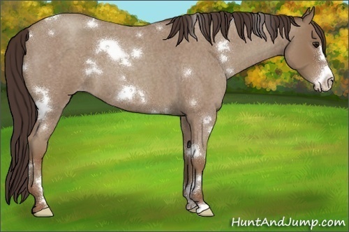 Horse Color:White Spotted Classic Champagne Roan Frame