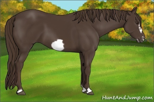 Horse Color:Liver Chestnut Frame 