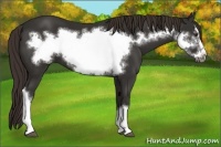 Horse Color:Liver Chestnut Frame