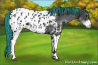 Horse Color:Painted White Spotted Black Blanket