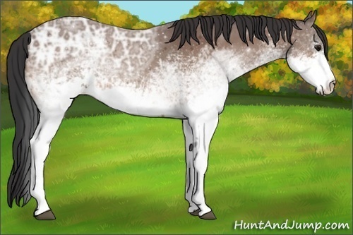 Horse Color:White Spotted Bay Ice 