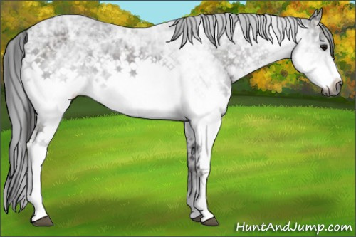 Horse Color:ERROR: UNKNOWN ANOMALY