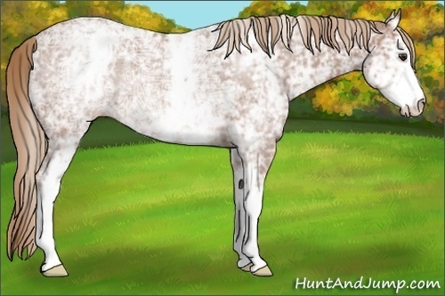 Horse Color:White Spotted Chestnut Ice Rabicano 