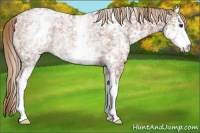 Horse Color:White Spotted Chestnut Ice Rabicano 