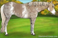 Horse Color:White Spotted Chestnut Ice 