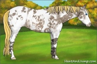 Horse Color:Painted White Spotted Silver Buckskin Ice Splash Appaloosa Rabicano