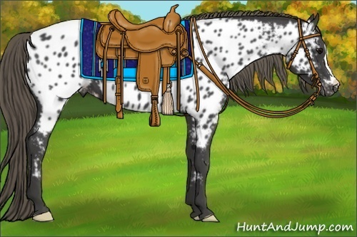 Horse Color:Smoky Black Appaloosa 