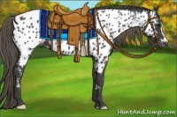 Horse Color:Smoky Black Appaloosa