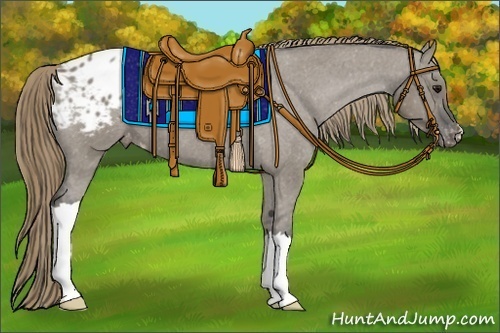 Horse Color:Smoky Grullo Appaloosa 
