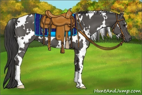 Horse Color:White Spotted Smoky Black