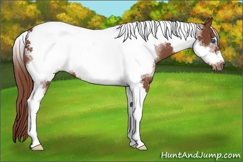 Horse Color:Chestnut Tobiano Frame Rabicano