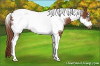 Horse Color:Chestnut Tobiano Frame Rabicano 