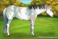 Horse Color:White Spotted Bay Dun Splash 