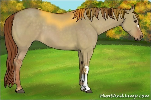 Horse Color:Red Dun
