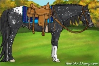 Horse Color:Black Appaloosa 