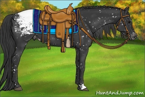 Horse Color:Black Appaloosa