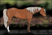 Horse Color:Silver Bay 