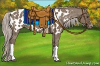 Horse Color:Silver Grullo Appaloosa 