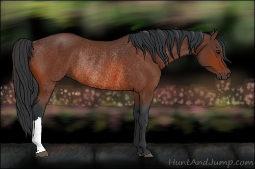 Horse Color:Bay Rabicano