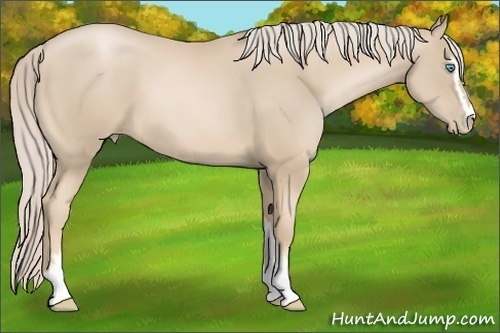 Horse Color:Palomino Pearl Sabino 
