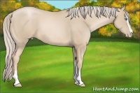 Horse Color:Palomino Pearl Sabino