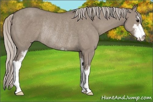 Horse Color:Silver Grullo Sabino Rabicano 