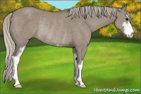Horse Color:Silver Grullo Sabino Rabicano