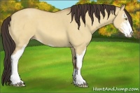 Horse Color:Amber Champagne Dun Sabino 