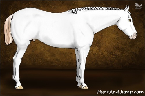 Horse Color:Gold Champagne Appaloosa 