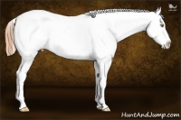 Horse Color:Gold Champagne Appaloosa