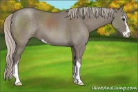 Horse Color:Silver Grullo Sabino