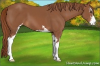 Horse Color:Chestnut Sabino