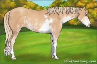 Horse Color:Gold Champagne Sabino