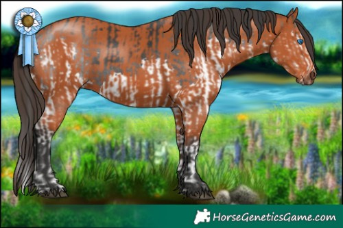 Horse Color:Black Splash  and Brown 