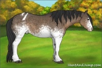 Horse Color:White Spotted Brown Dun Sabino Appaloosa 