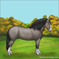 Horse Color:Grullo Sabino Rabicano