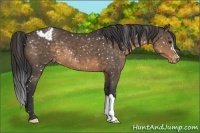 Horse Color:Buckskin Appaloosa