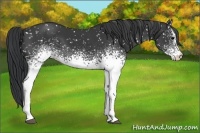 Horse Color:White Spotted Black Snowflake Varnish