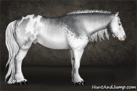 Horse Color:White Spotted Silver Brown Chinchilla Onyx Varnish Brindle 