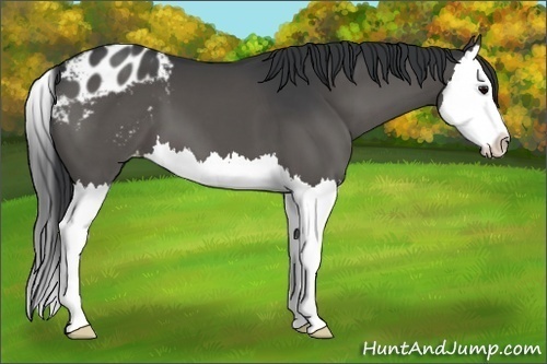 Horse Color:Black Splash Appaloosa