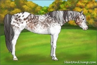 Horse Color:White Spotted Brown Appaloosa 
