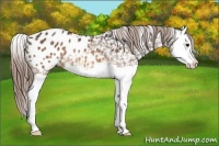 Horse Color:Buckskin Splash Appaloosa Rabicano