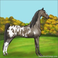 Horse Color:Smoky Grullo Appaloosa 