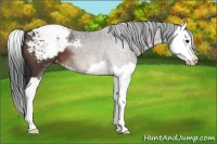 Horse Color:Brown Splash Appaloosa 