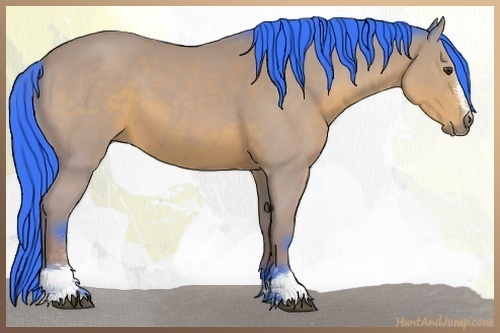 Horse Color:Watercolor Bay Sabino 