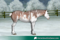 Horse Color:Silver Brown Sabino Splash 